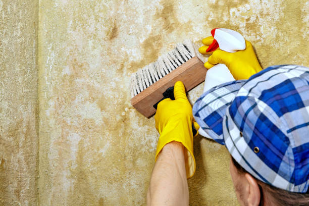 Best Residential Mold Inspection & Testing  in Winfield, WV